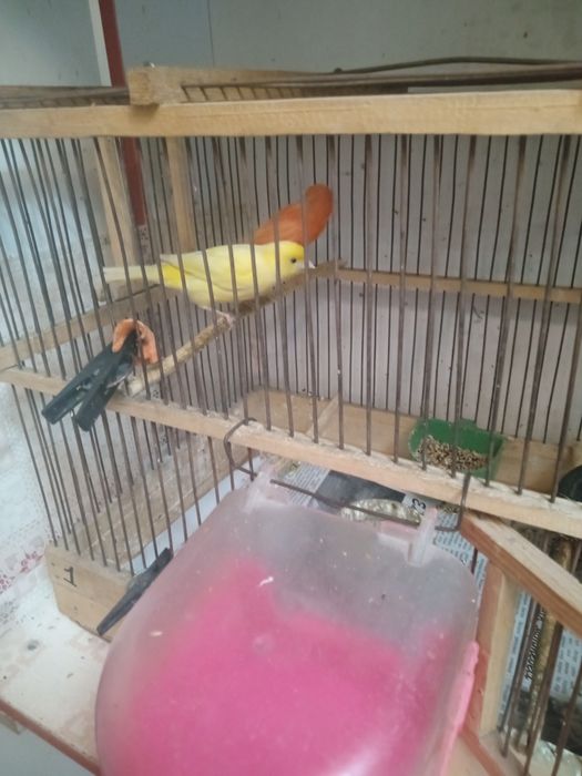 Канарейки самка и кенар