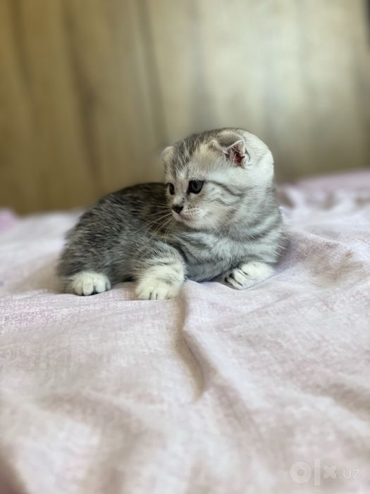 sibiriski shinshilla mushukchalar sotiladi 750.000