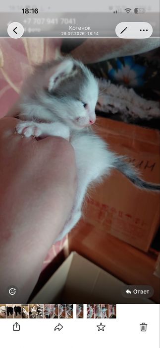 Отдам котят бесплатно