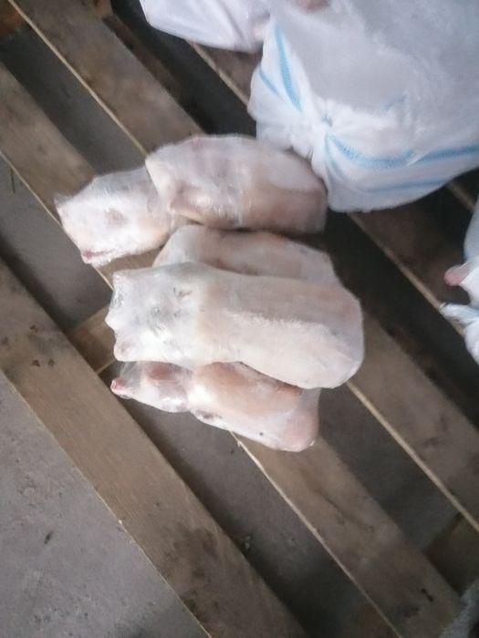 Мясо домашней утки