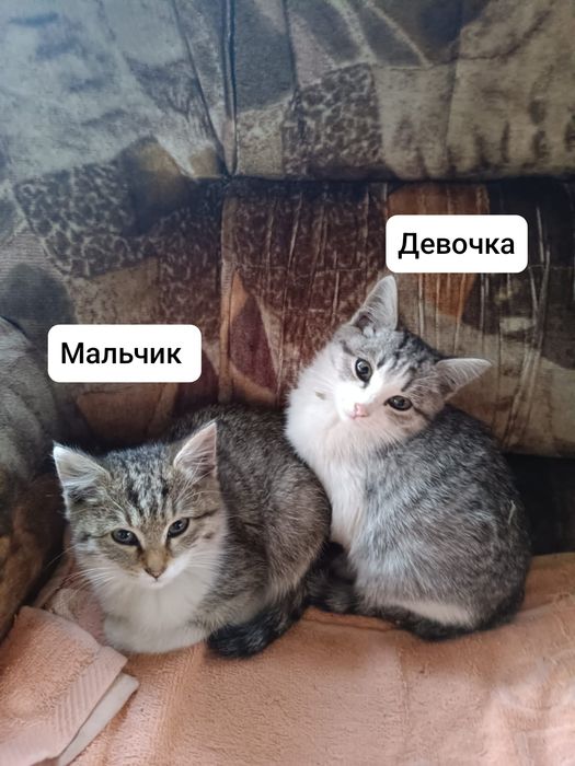 Котики ищут дом и любящую семью