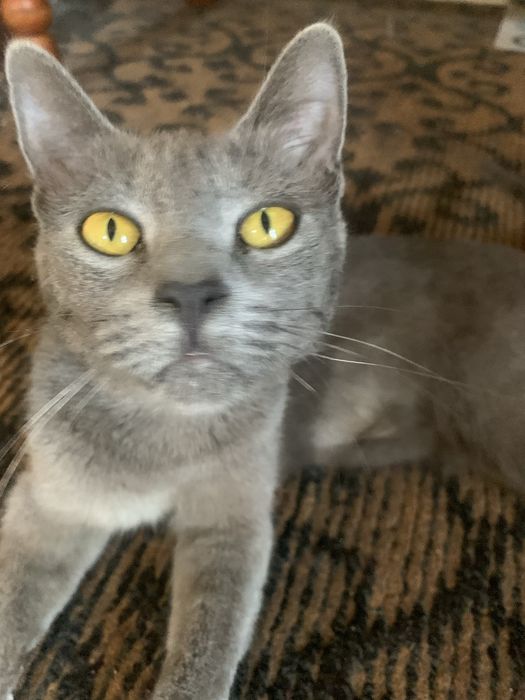 Mushuk sotiladi Zottor Zoti Scottish Fold