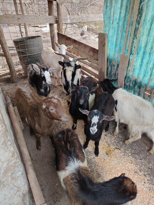 Vând sau schimb capre