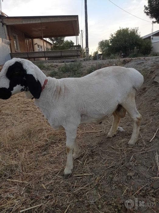 Qochqor barra egiztoy