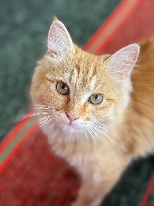 Zotli muwuk sotiladii srocna