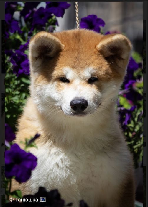 Щенки Акита