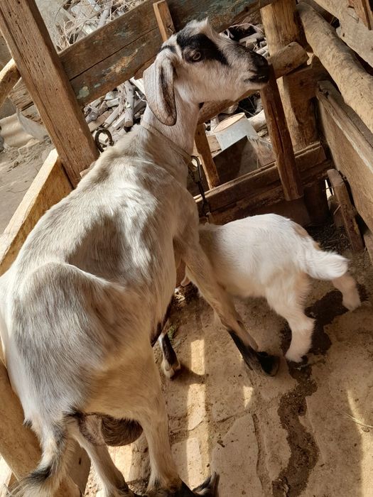 Срочно продаются козы с козлятами!!