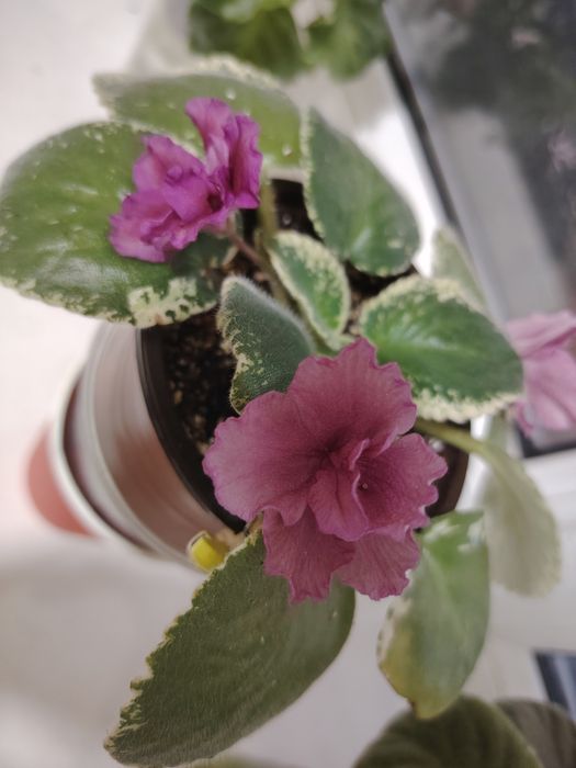 Продам цветущие фиалки