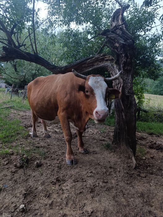 Vaca de vânzare.