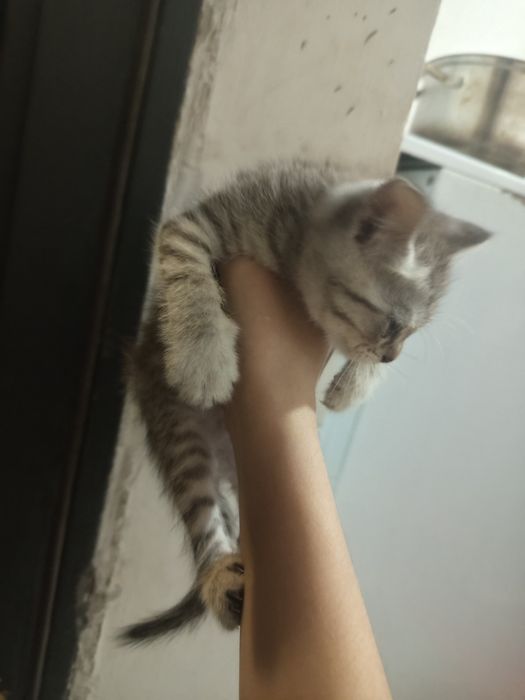 СРОЧНО!отдаю котят в добрые руки