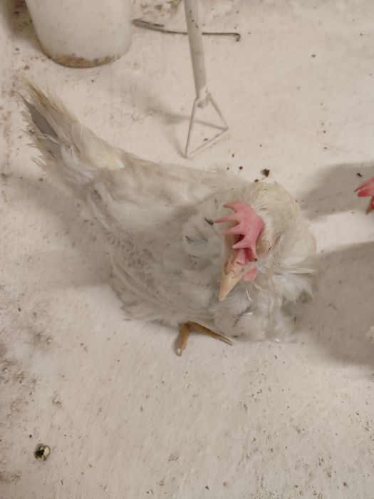 Кросс супер ник белая         .