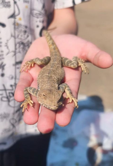 Продам ящерицу 25.000