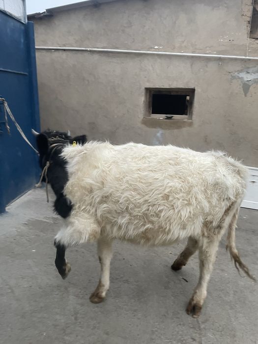 Ала тана сатылады