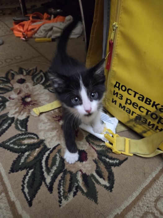 Отдам котёнка на добрые руки