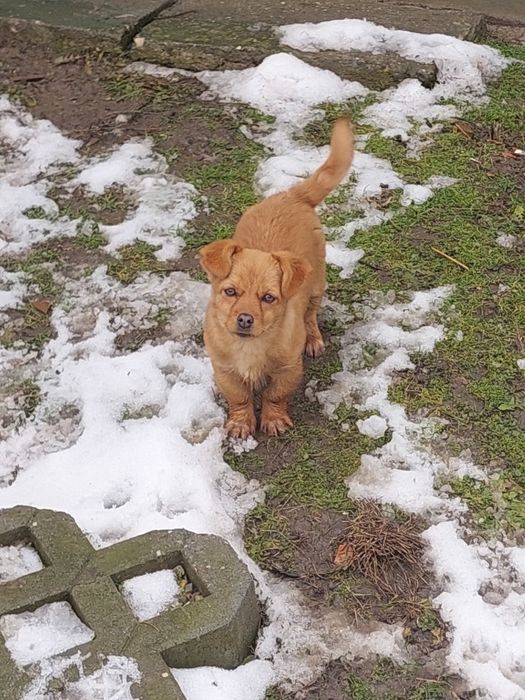 Donez căței de talie mica