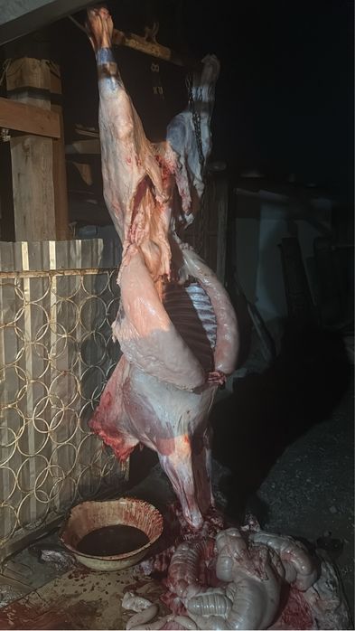 Тай сатылады семиз