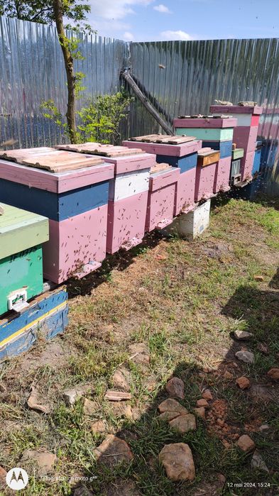 Primesc comenzi pentru regine mătci albine