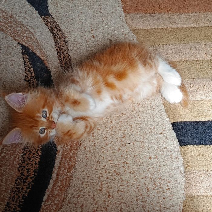 Котята породы Мейн Кун