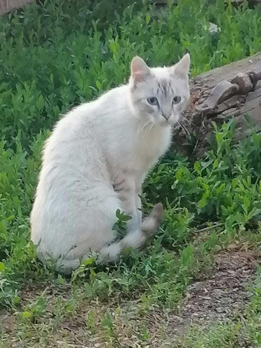 Кошки котята 4 котёнка