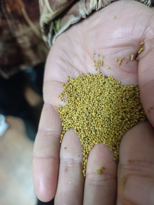 Жонышка тукым Семенов клевер