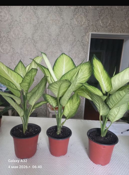 Комнатные цветы . Бөлме гүлдері