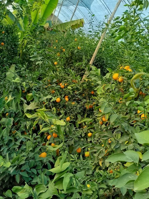 Лимон кочатлар ва мевалари