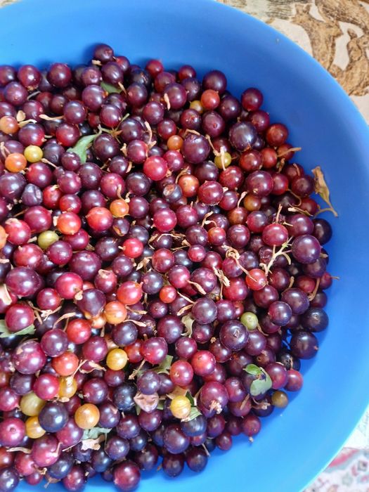 Продаю чёрную смородину