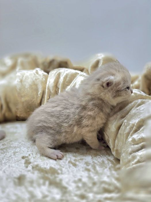 Девочки и мальчики британские