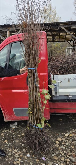 Prun Stanley Nuci Chandler Aluni Visin Castan.Ciresi.Paulownia.Migdal