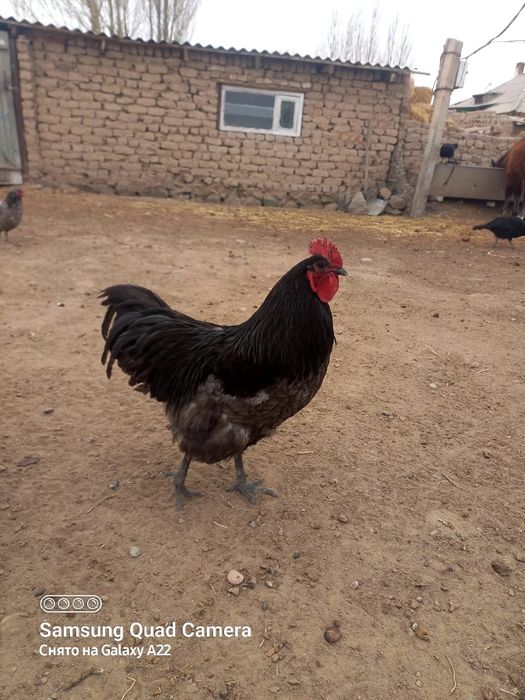 Инкубацыя бөдене жумыртка 50тг