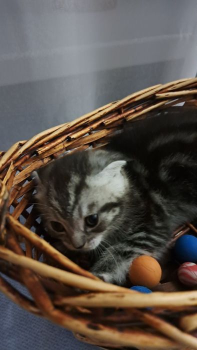 Продам шотландского котенка