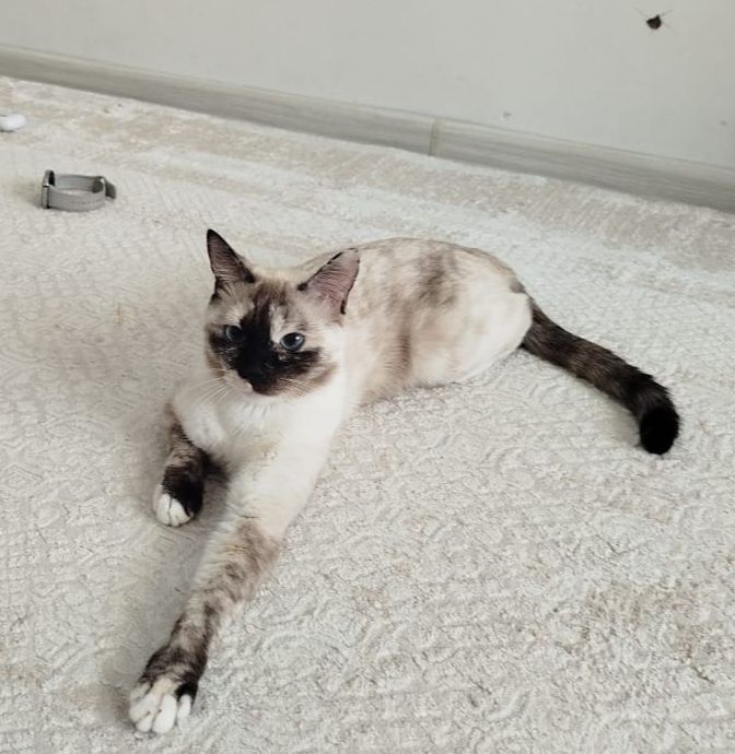 Кошка сиамская бесплатно