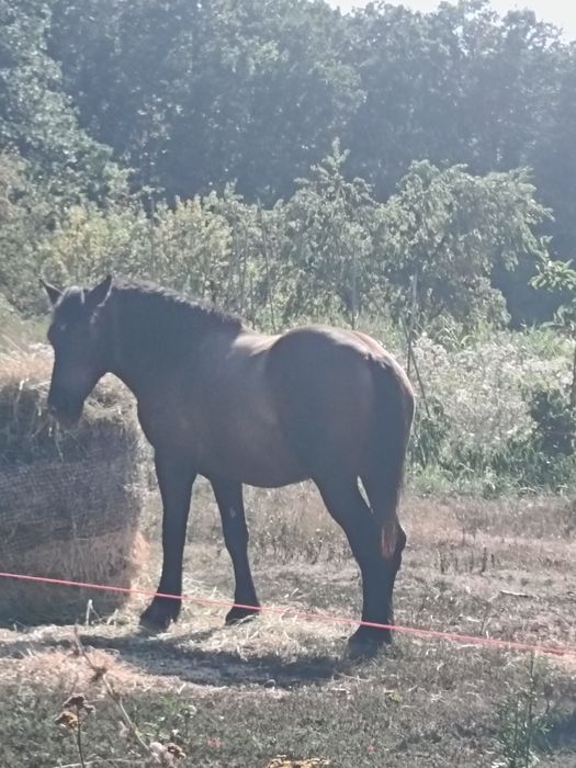Vând mânză de 2 ani