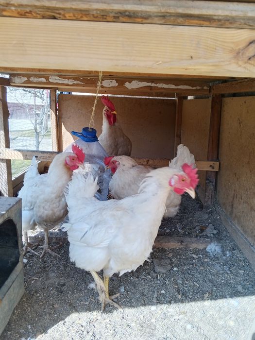 LOMAN SENDI uyda boqilgan domashniy