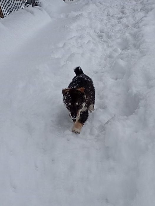 Отдам в добрые руки щенят