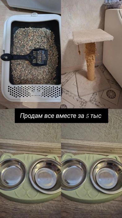 Аксессуары для кошки