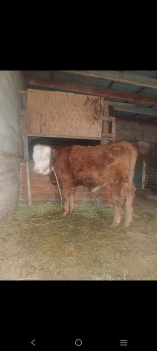 Еркек патсос сатылады