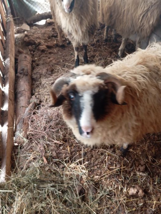 De vânzare trei berbecuții de anul trecut