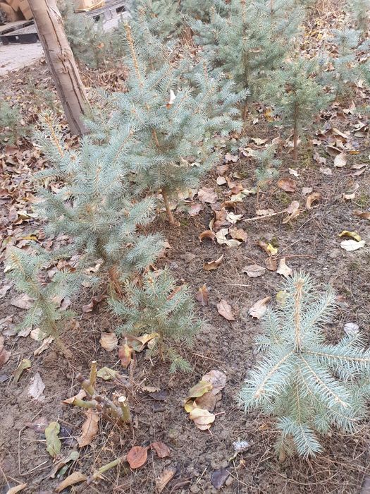 Кремлевская ёлка