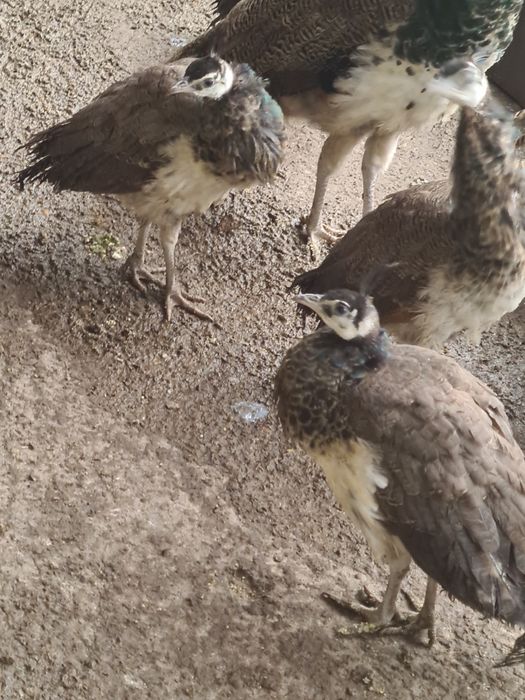 Vând pui de paun 4 fete au  5luni din 2025