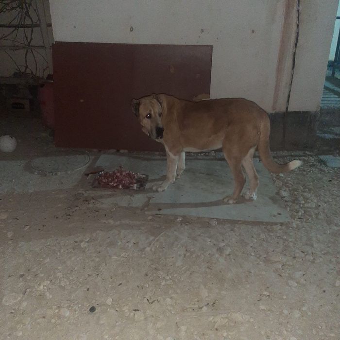 Ит сатылады ірі өте үлкен