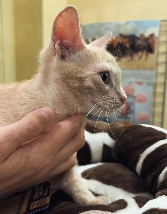 Котенок мальчик 6 месяцев