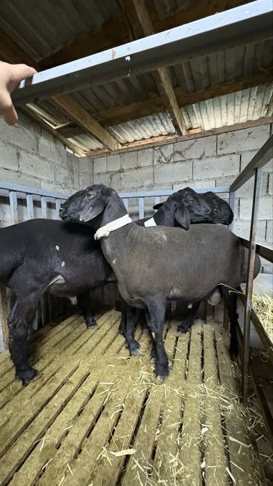 Тұқымдыққа қошқарлар