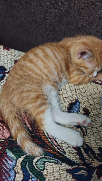 Отдам котят в добрые руки