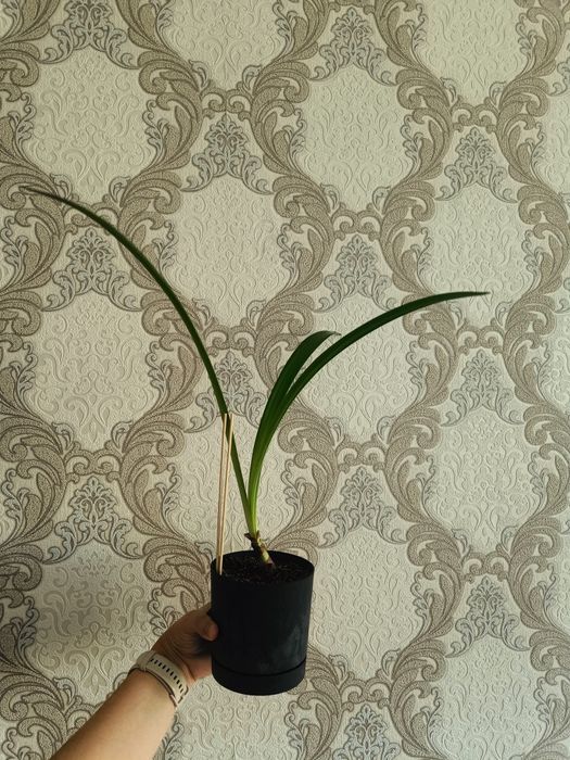 Продам растения цветы