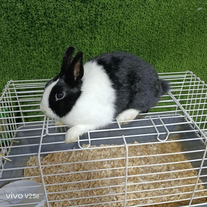 Karlik dekarativni quyonchala