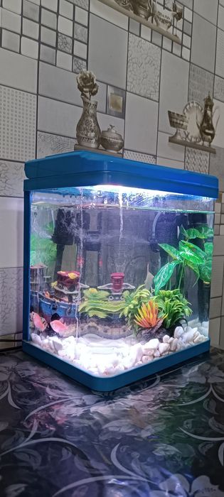 Akvarium & 6 dona baliq