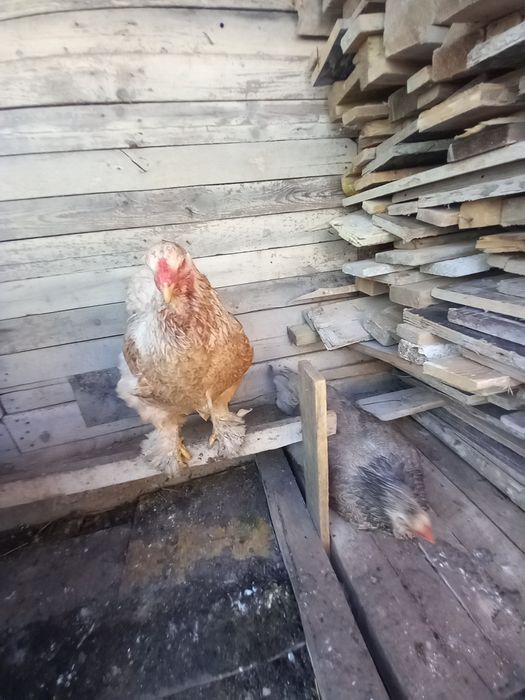 Oua de incubat Brahma