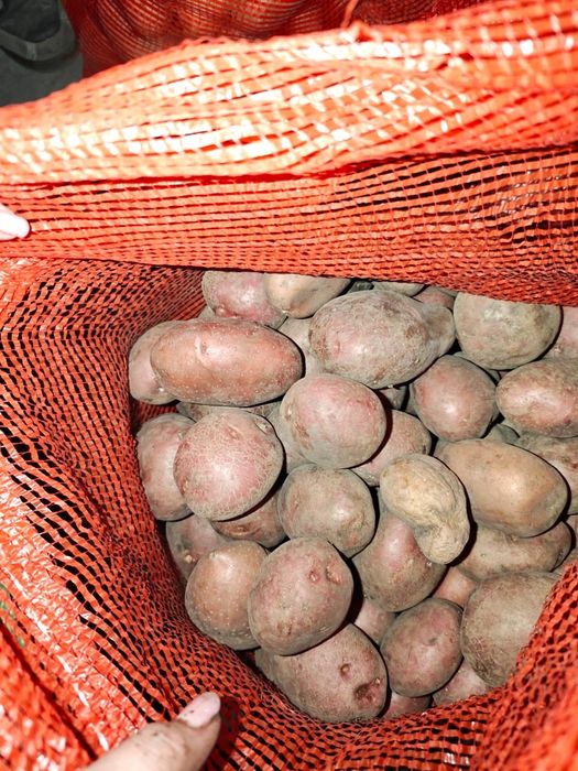 Продам картофель