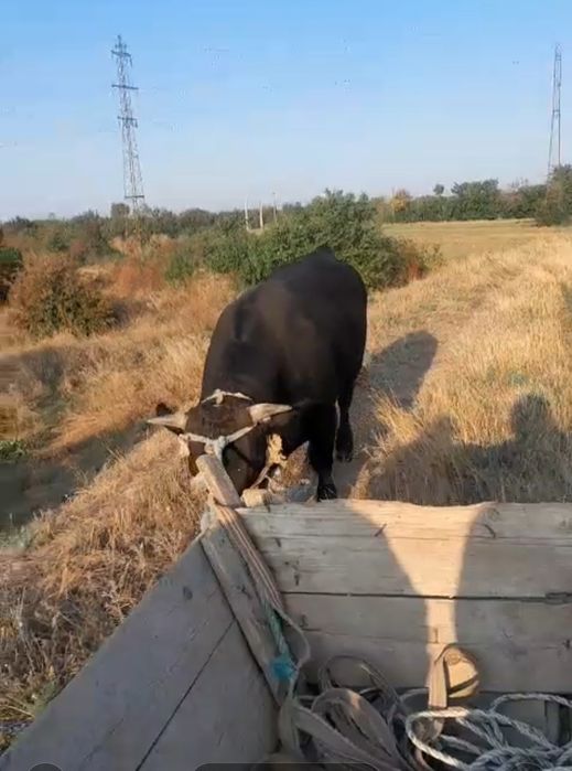 Tauras de 1 an și 6 luni